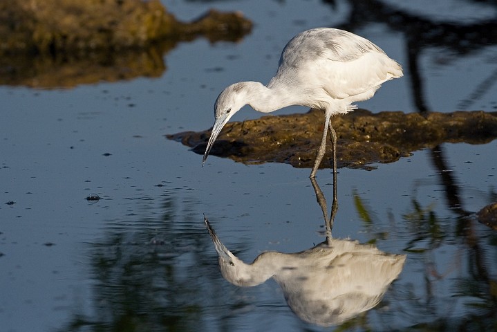 Blaureiher Egretta caerulea Little Blue Heron 